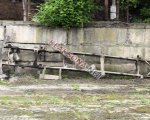 продам ГАЗ 13 в пмр  фото 1