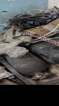 продам  Комплектующие двигатели и их запчасти в пмр  фото 2